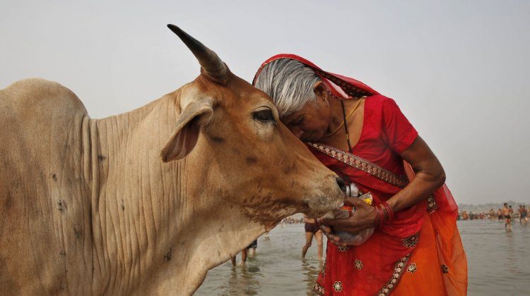 Cow