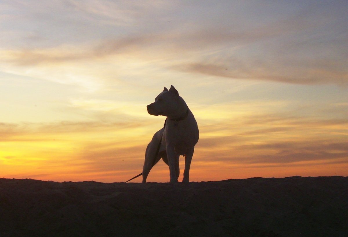 Dog