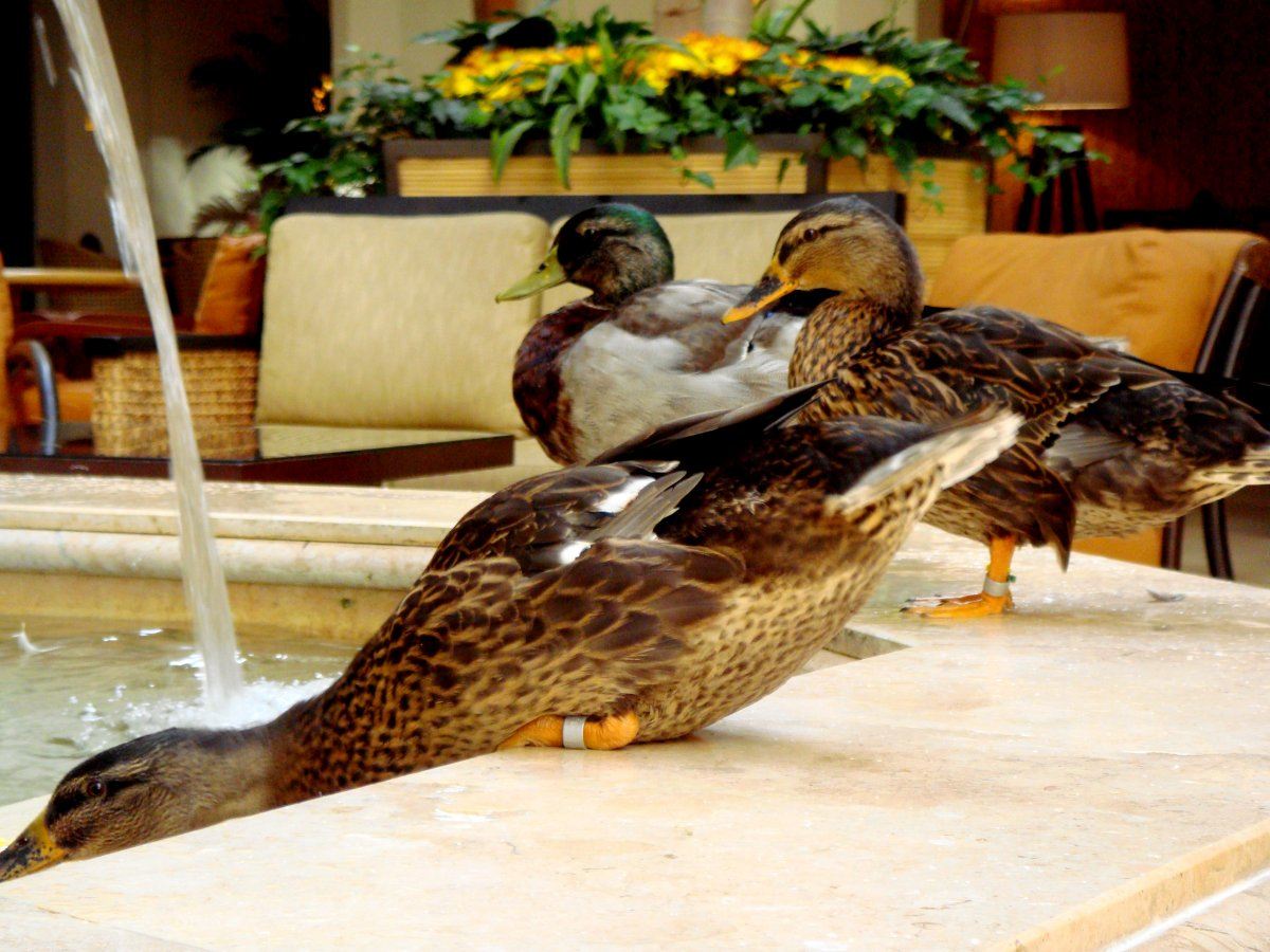 Ducks