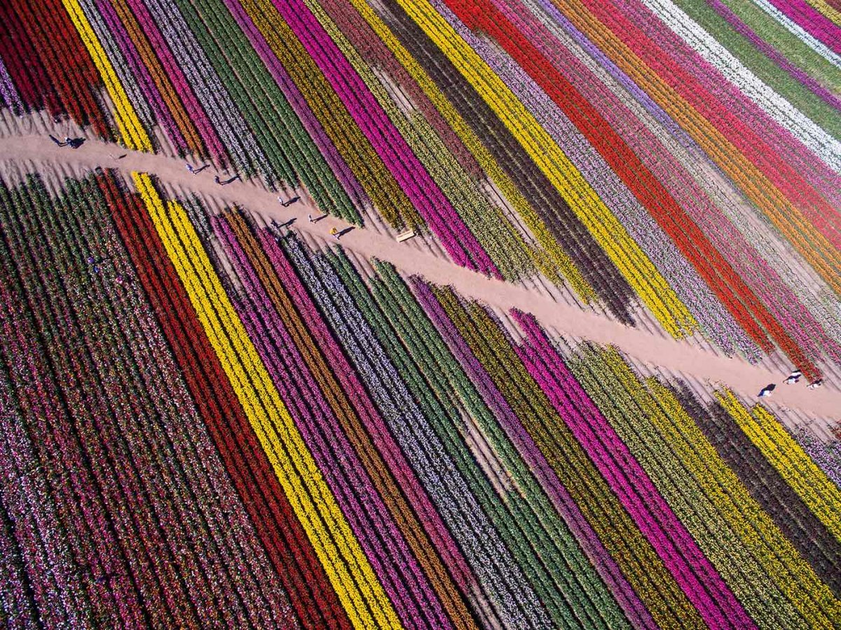 Tulips