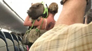 pig