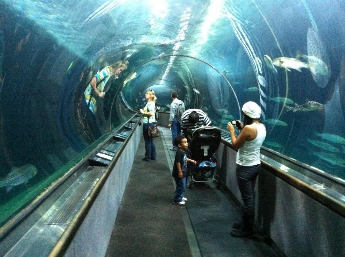aquarium of the bay