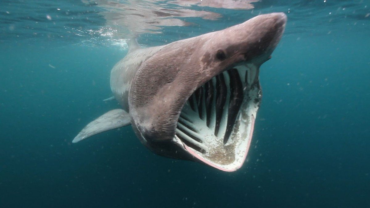 Basking shark