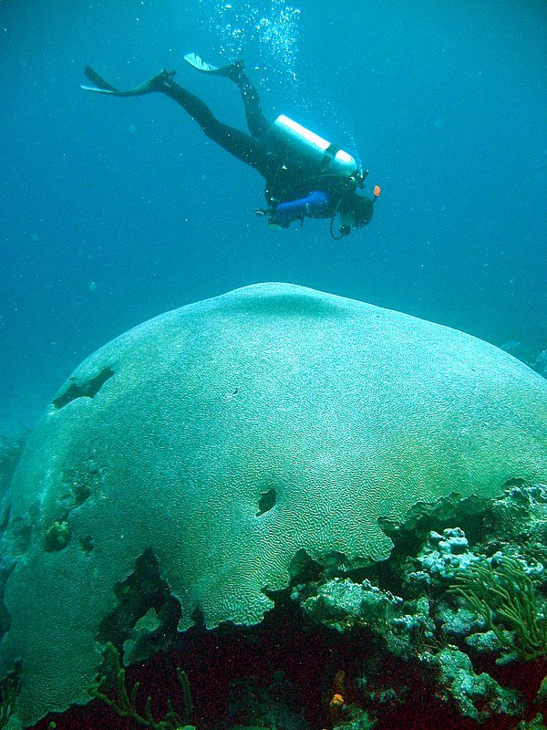 Diving