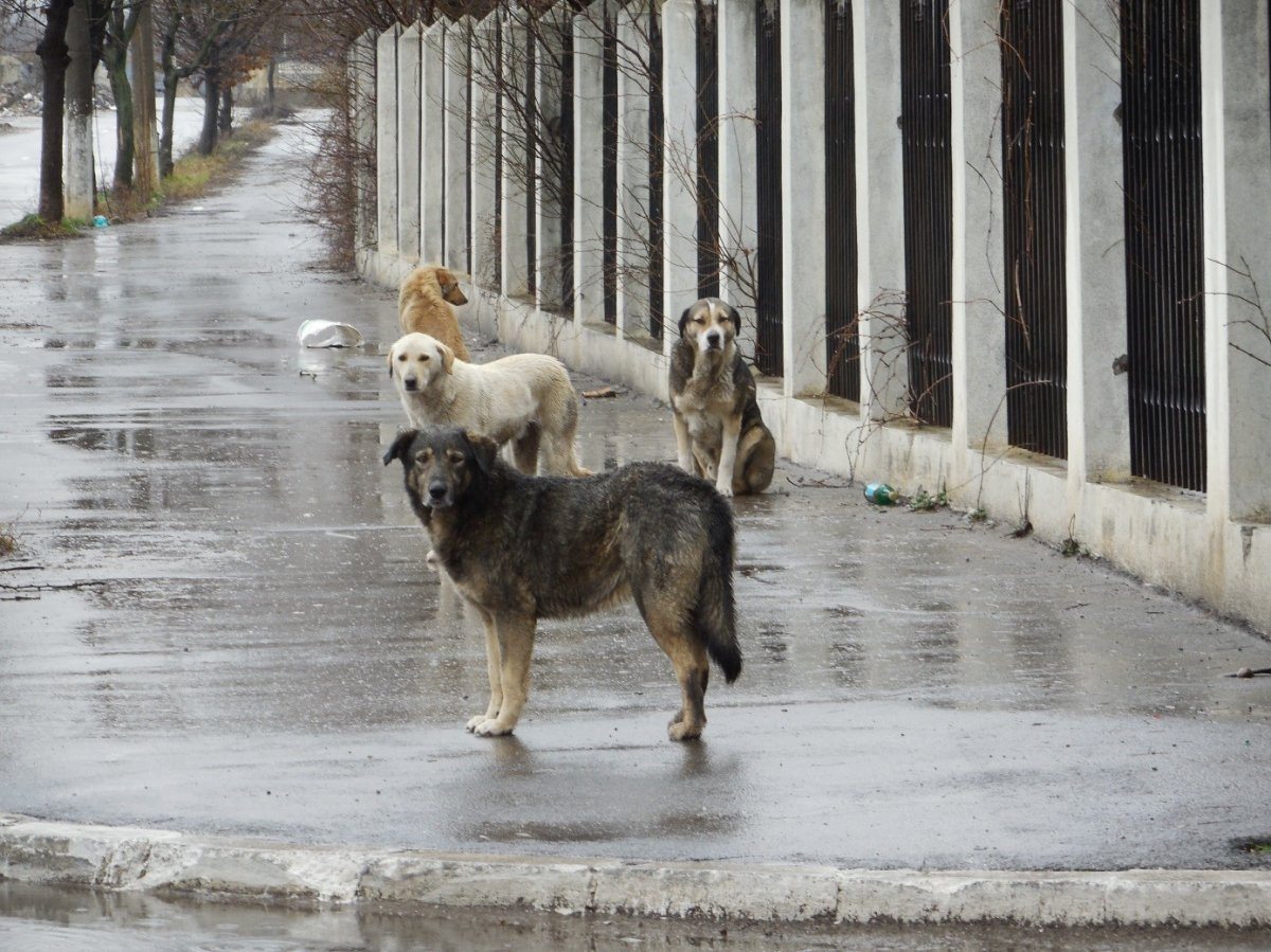 Dog