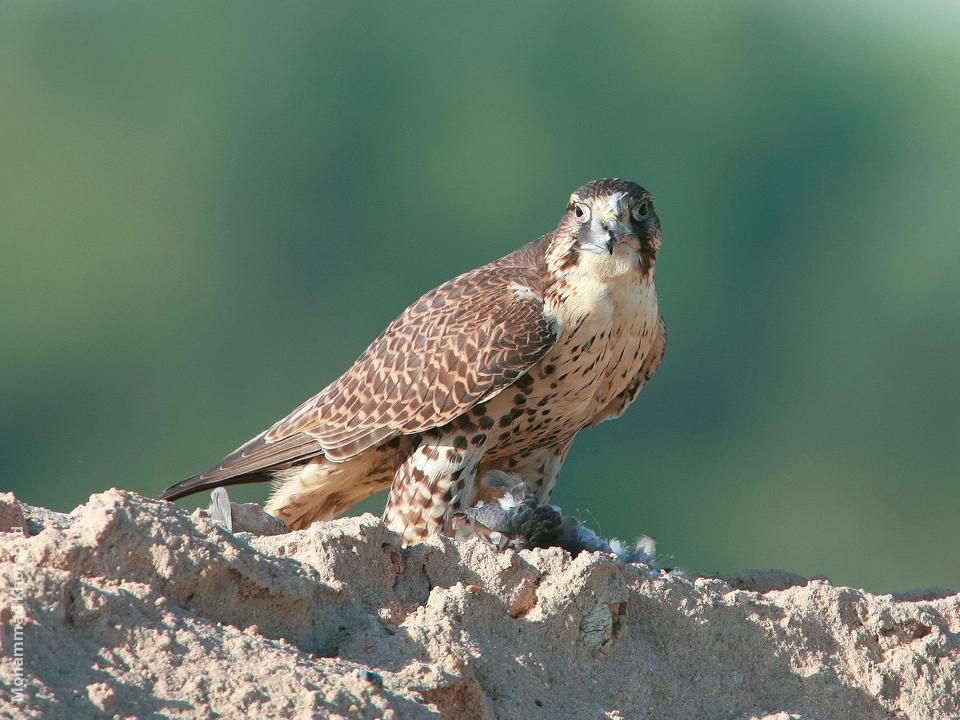 Falcon