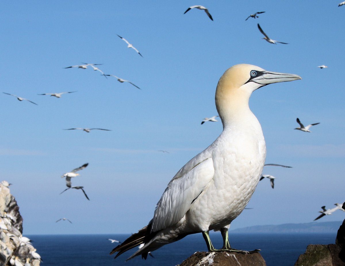 Gannet