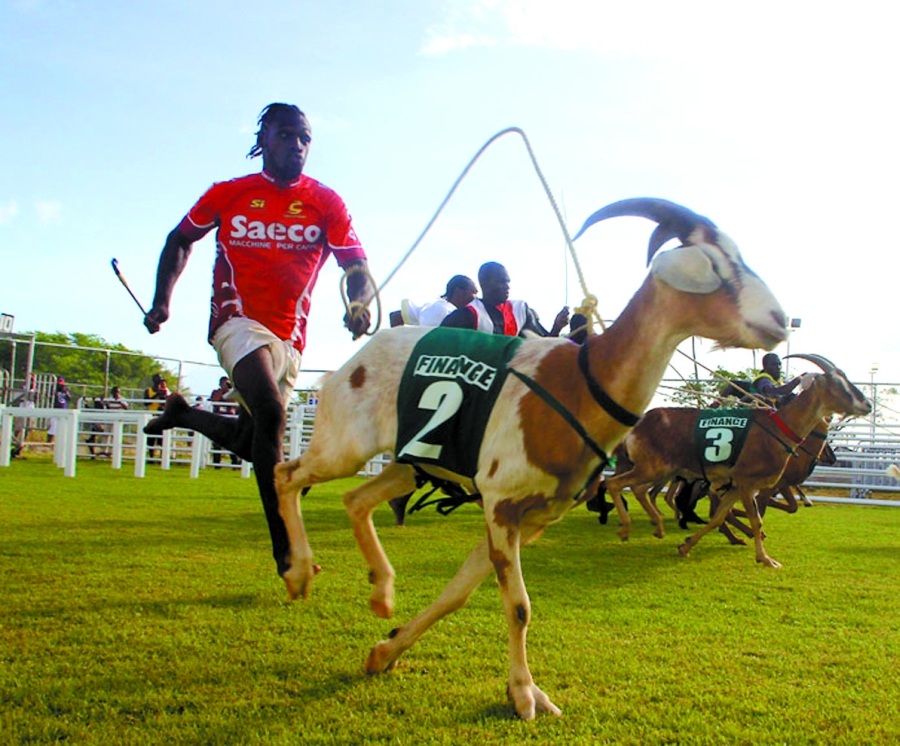 Goat racing