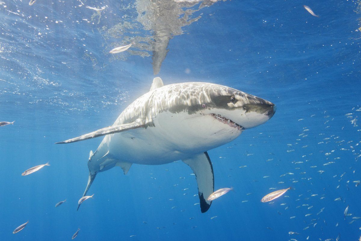 Great White
