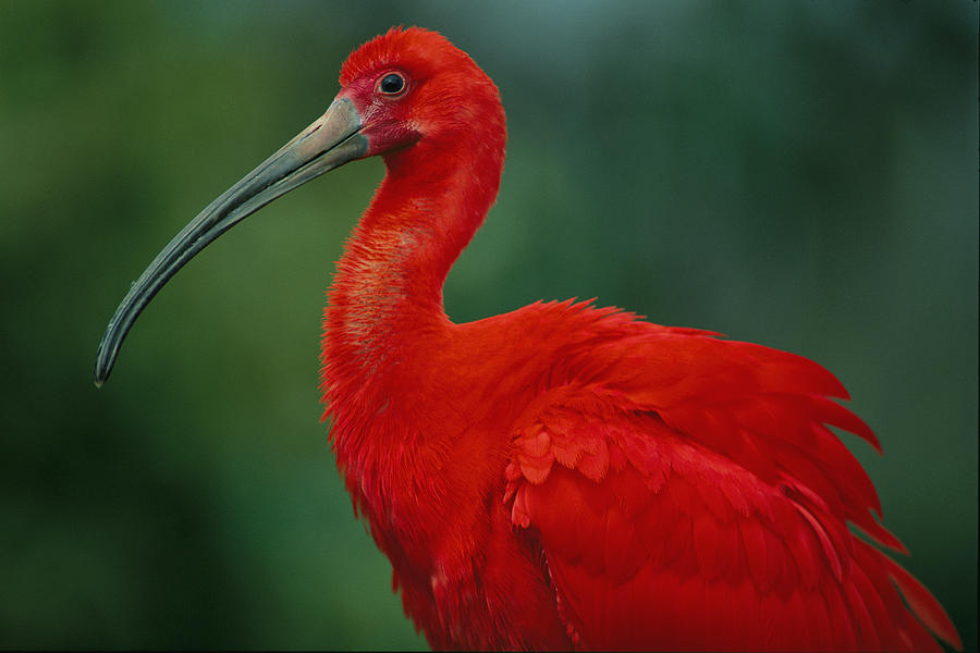 Ibis
