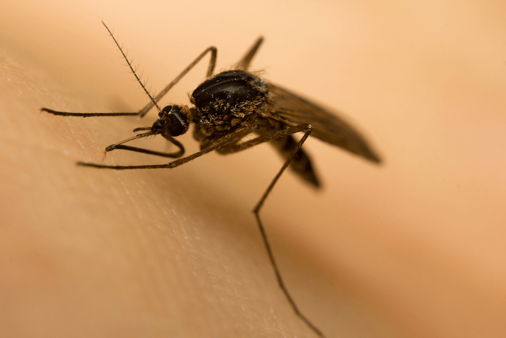 malaria