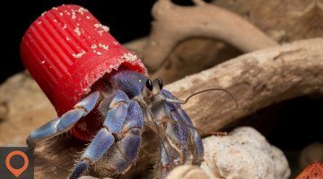 Henderson Island has nearly 40 million pieces of plastic waste!