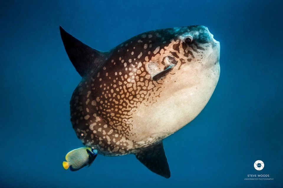 Mola