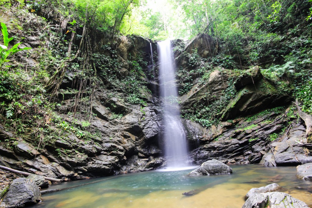 Rainforest