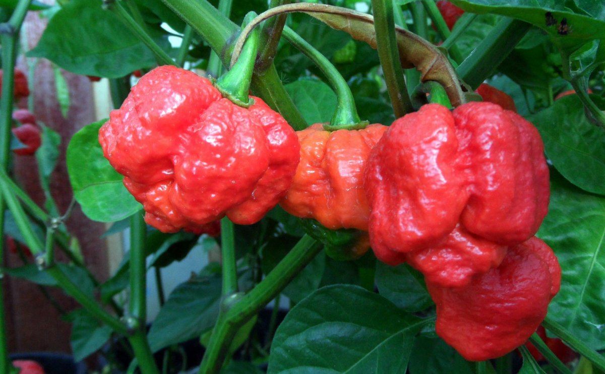 trinidad moruga