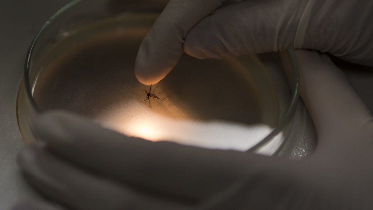 zika india