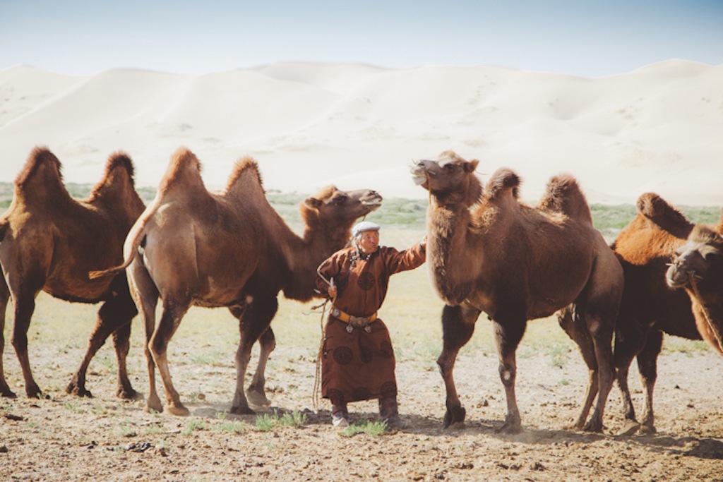 camel mongolia