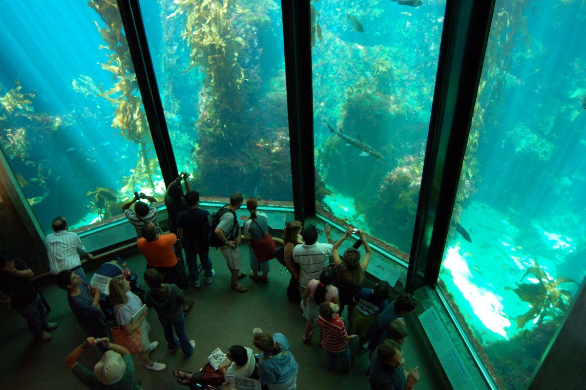 Aquarium of the Bay