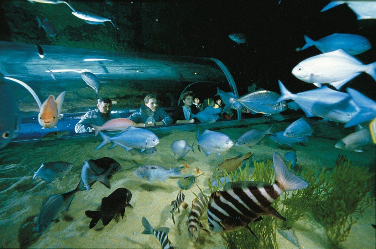 Kelly Tarlton’s Sea Life Aquarium