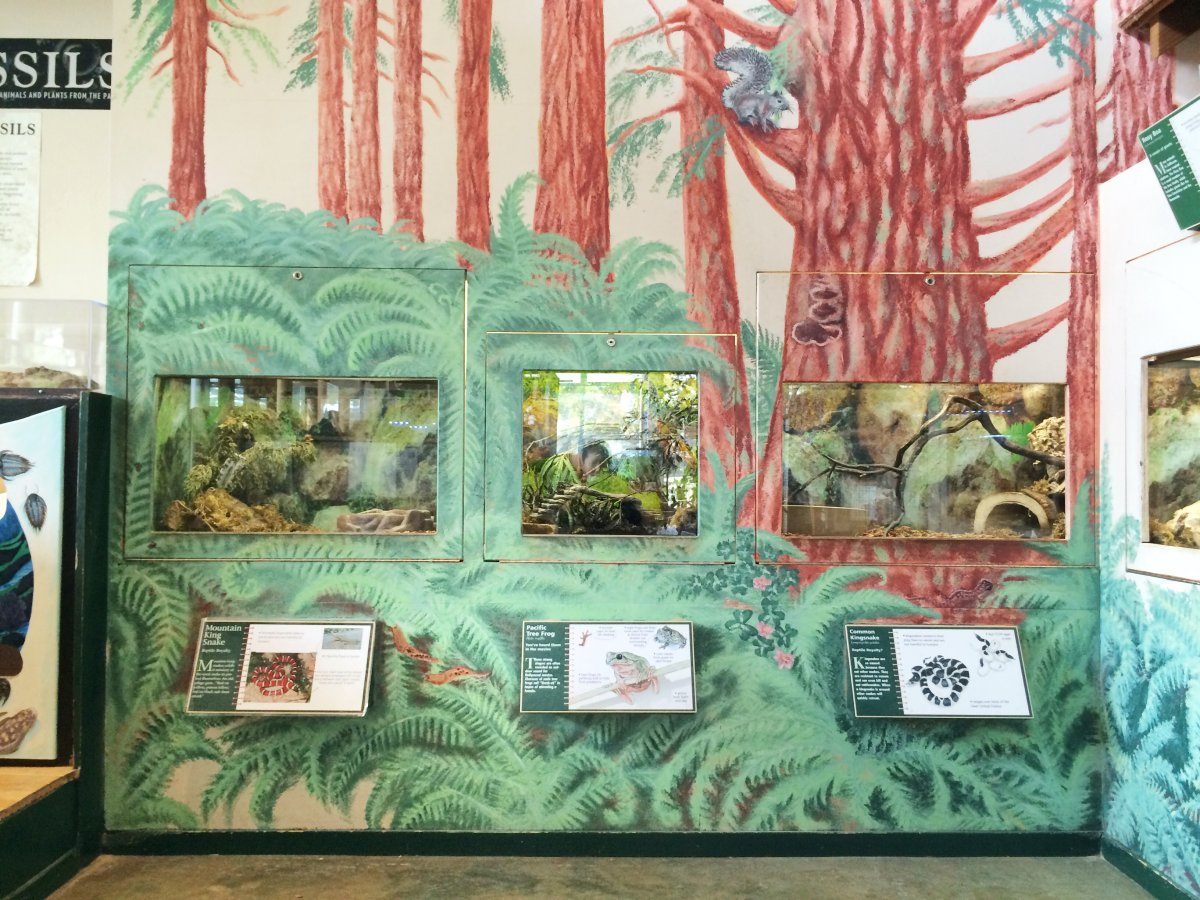 Randall Museum