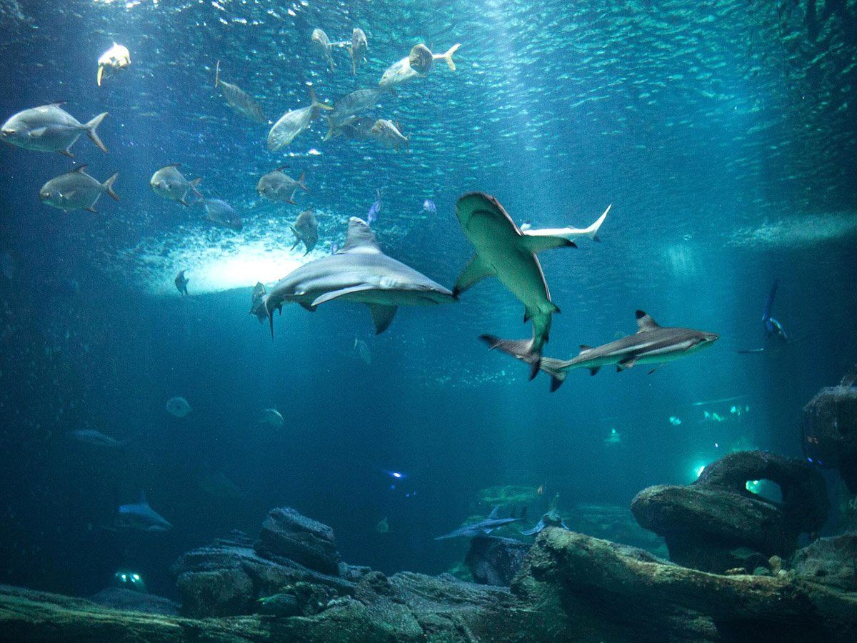 Aquarium