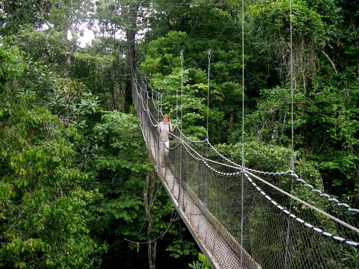 Canopy