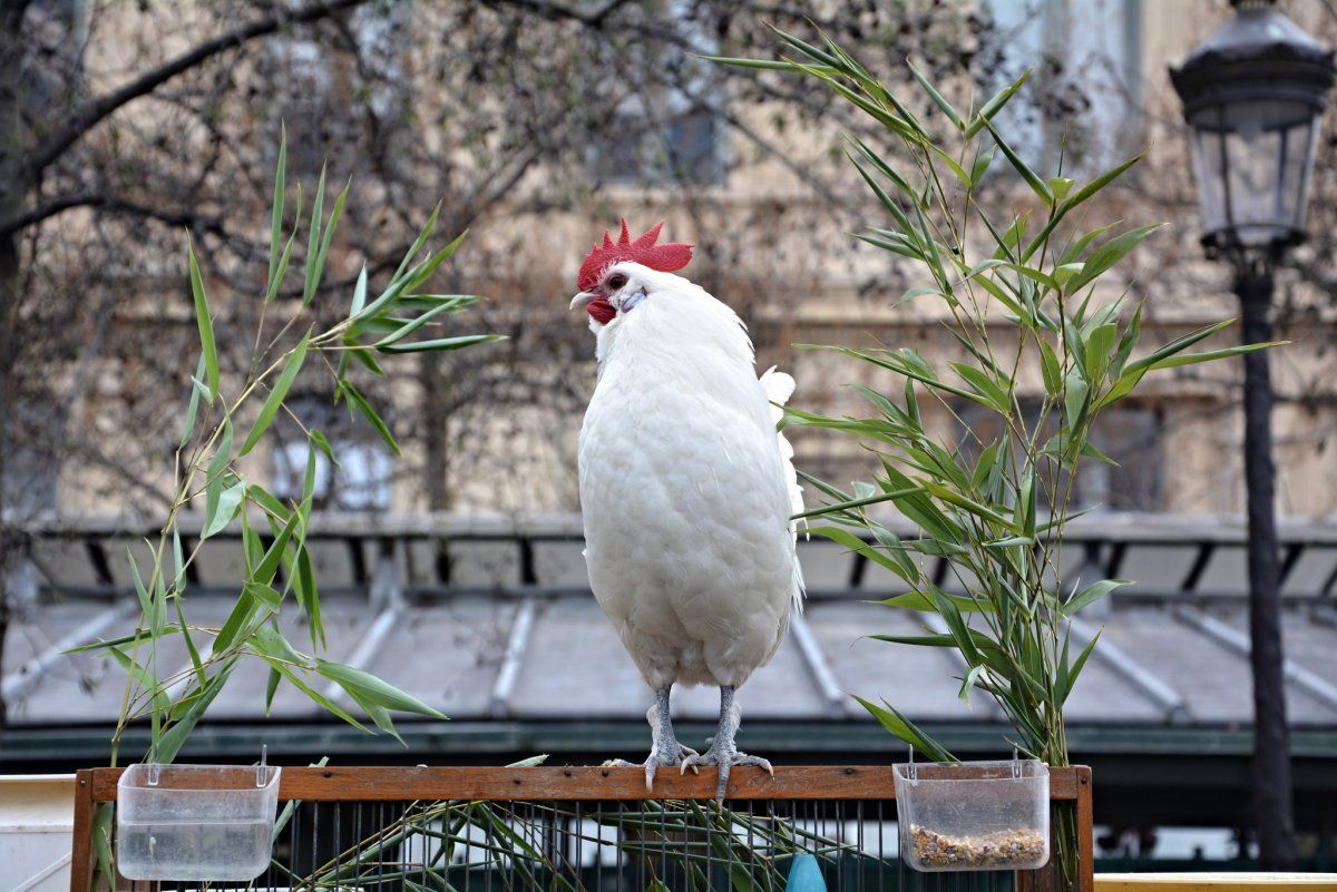 Chicken