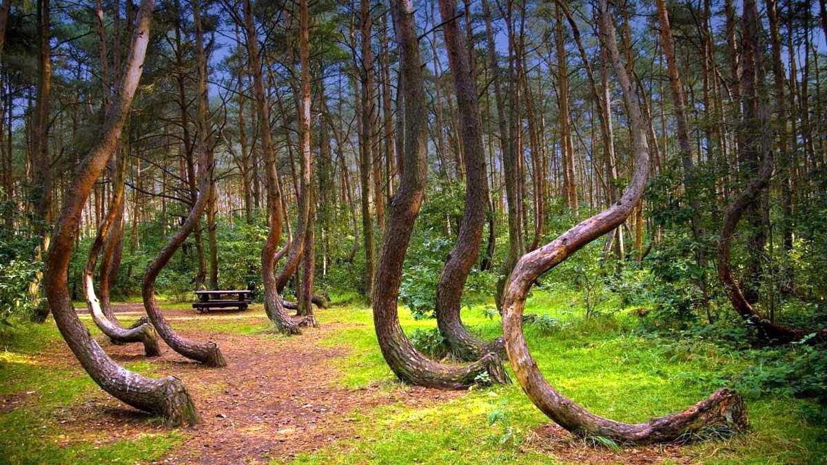 crooked forest poland