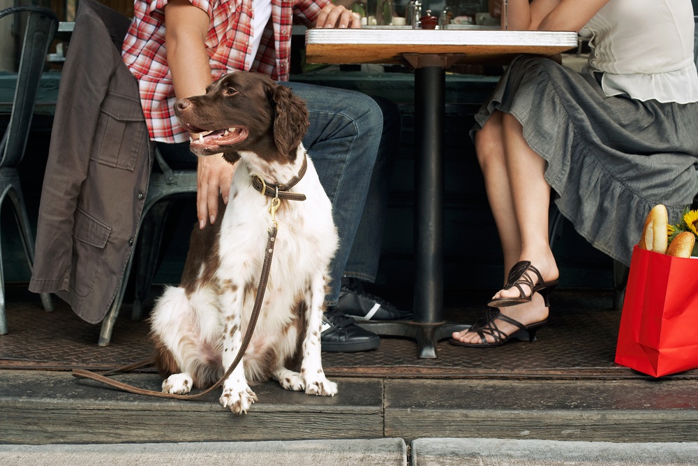 dog cafe
