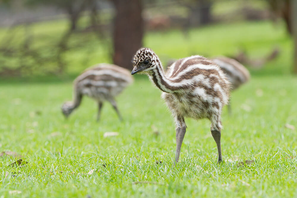 Emu