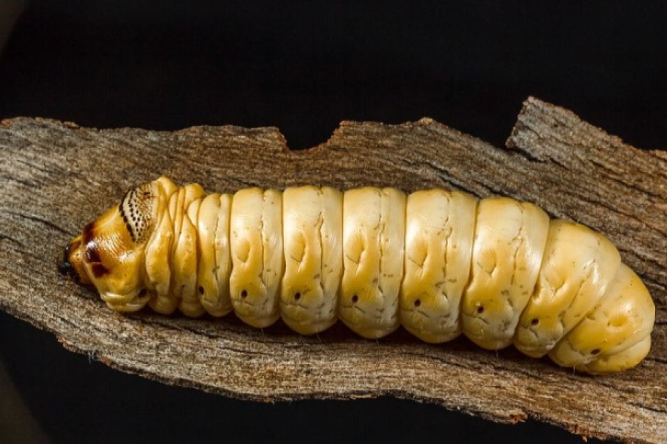 Grub