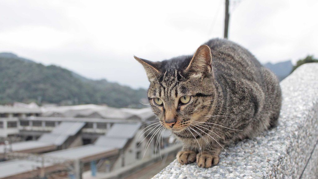 Houtong