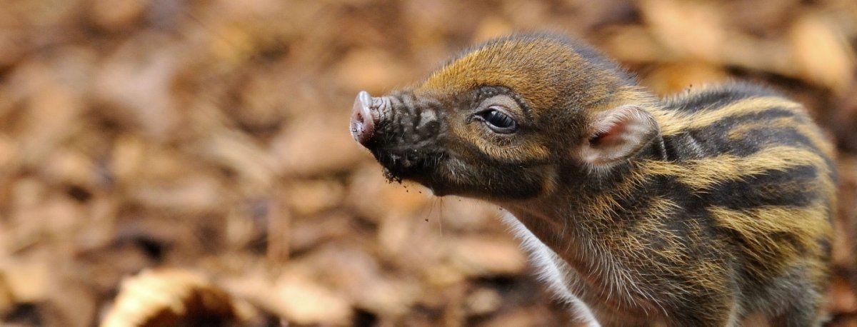 Piggy