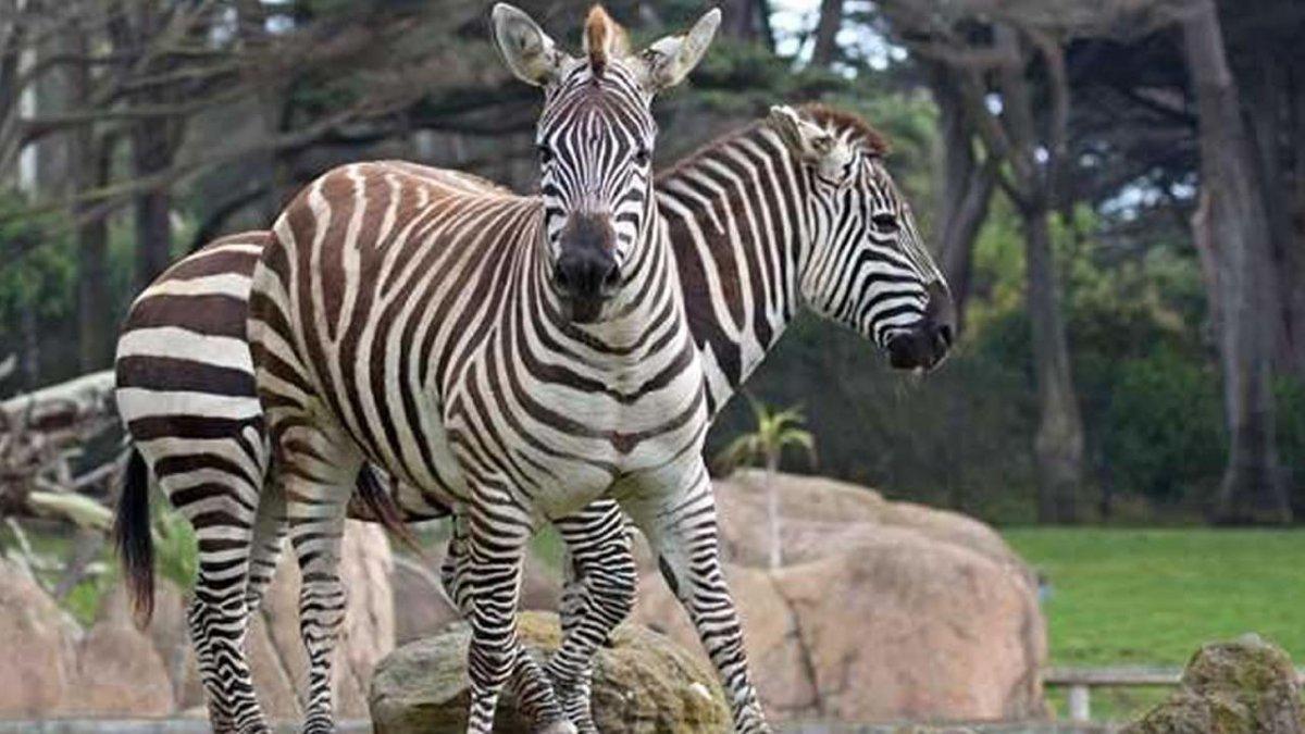 sf zoo