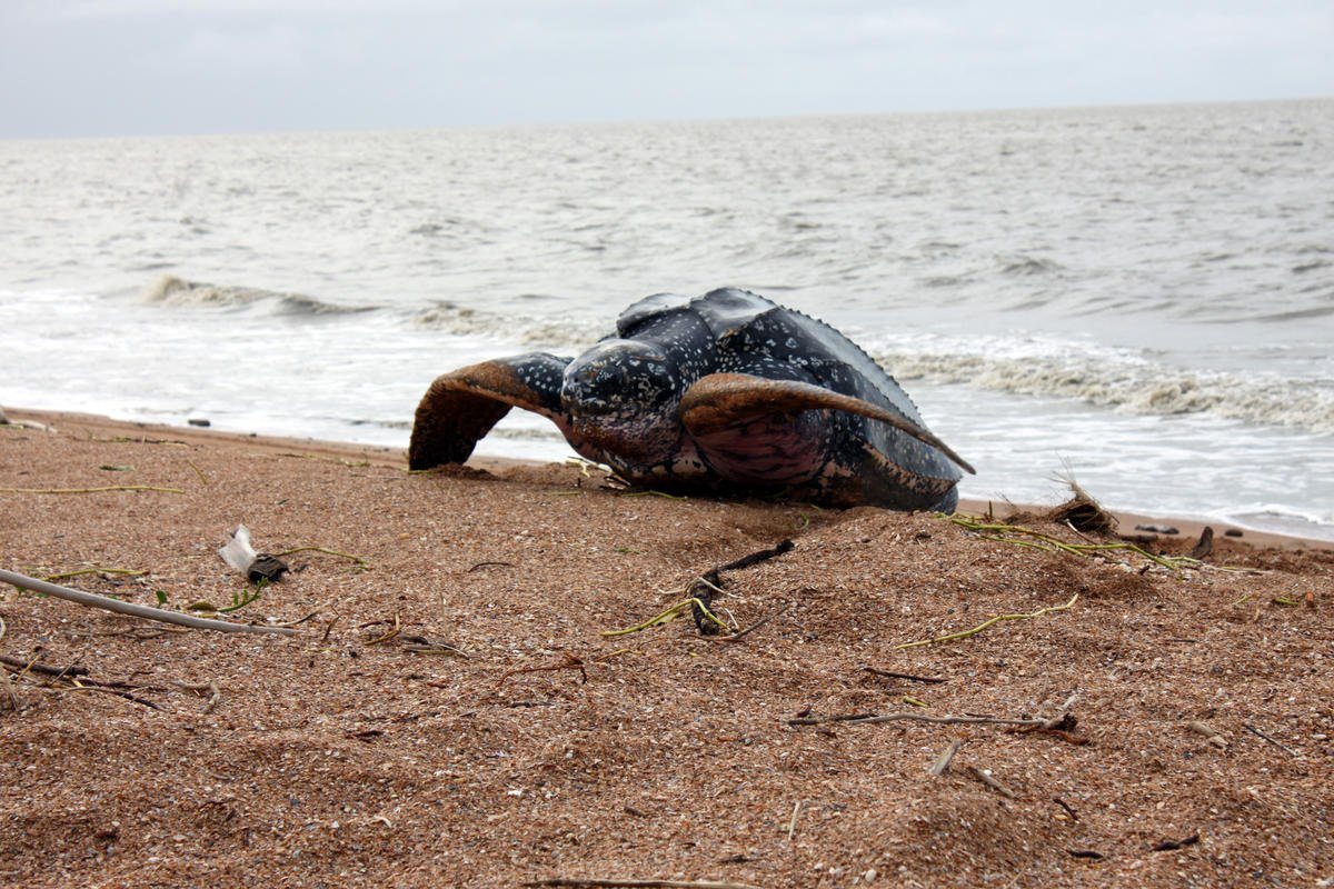 Shell