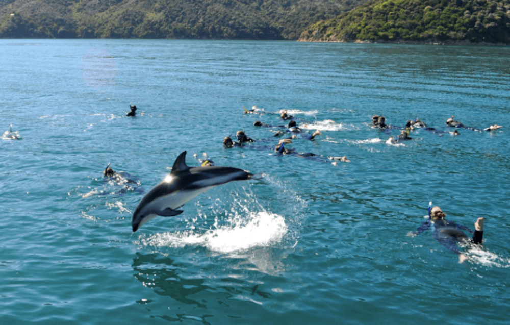 swim with the dolphins