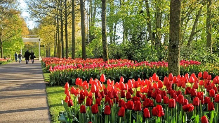 tulips
