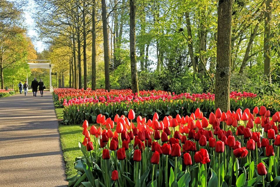 tulips