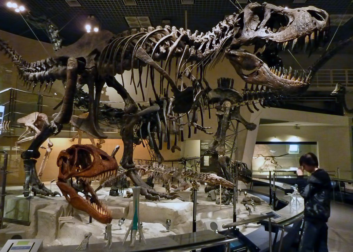 National Museum of Nature and Science