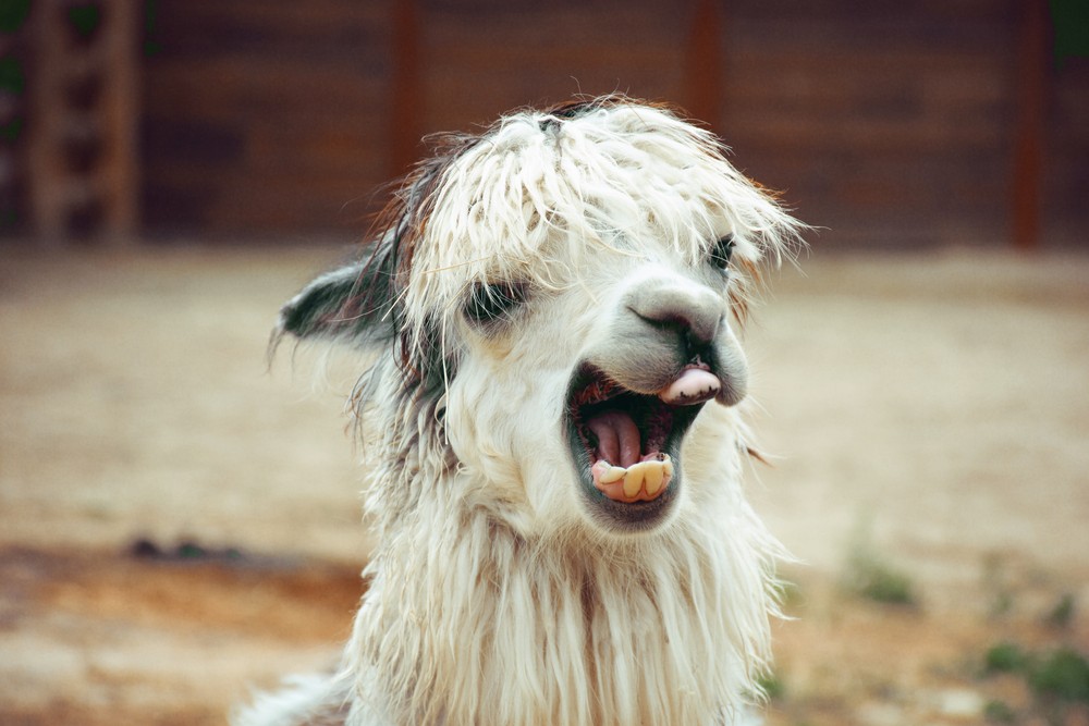 alpacas
