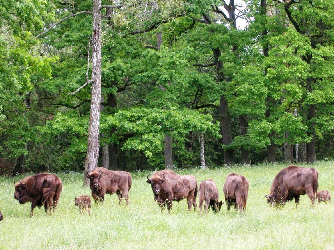 bison