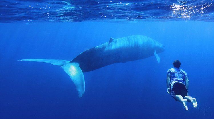 Blue whale