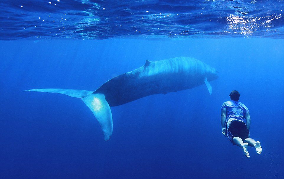 Blue whale