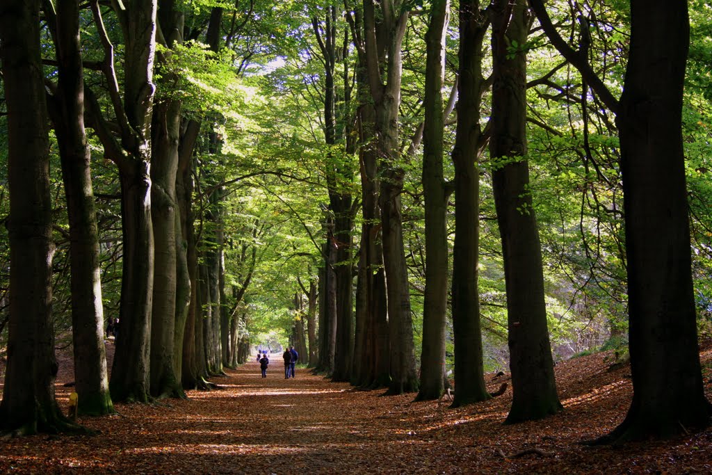 forest bathing