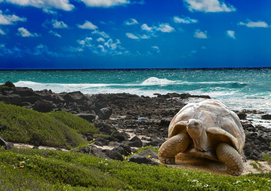 Galapagos