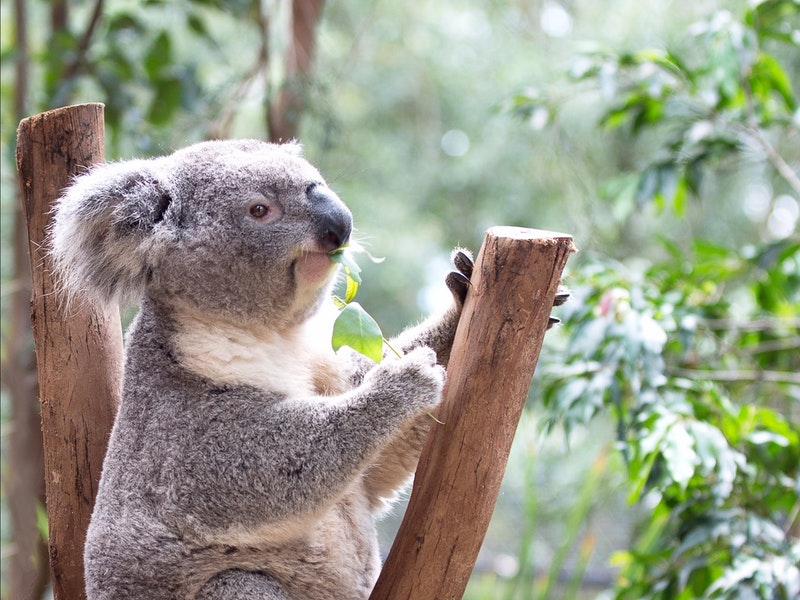 Koala