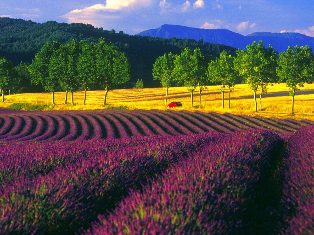 Lavendar