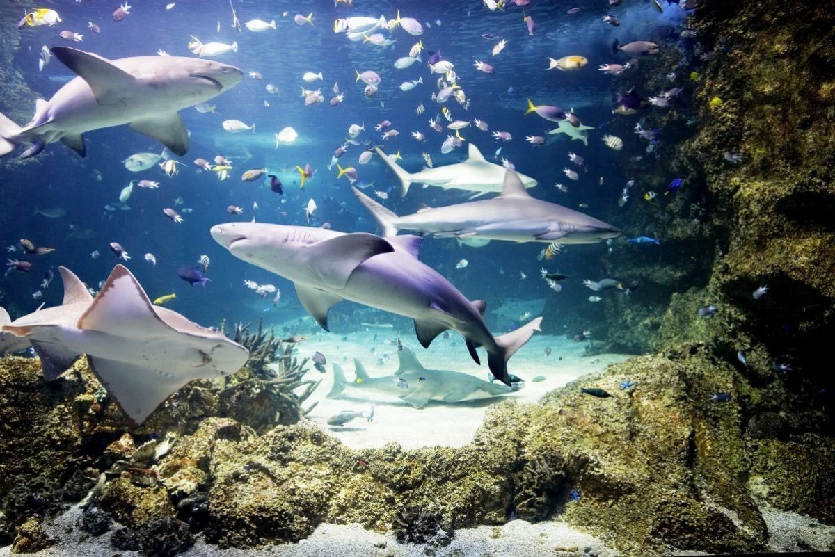 Sharks