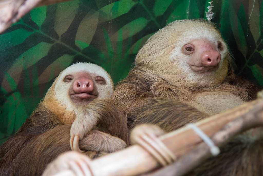 sloth sanctuary