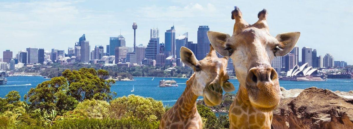 Taronga